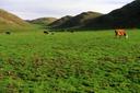 Not far along the ocean coast north of San Francisco in Marin County is Point Reyes National Seashore.  The protected coast shares land with old ranches.